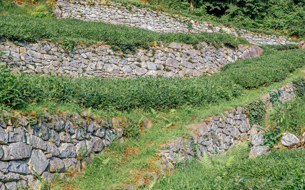 Hillside before retaining wall